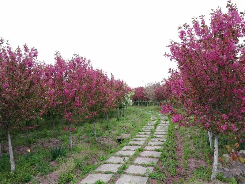 海棠诗句优美形容花的句子_海棠花美的诗句_形容海棠花的优美诗句