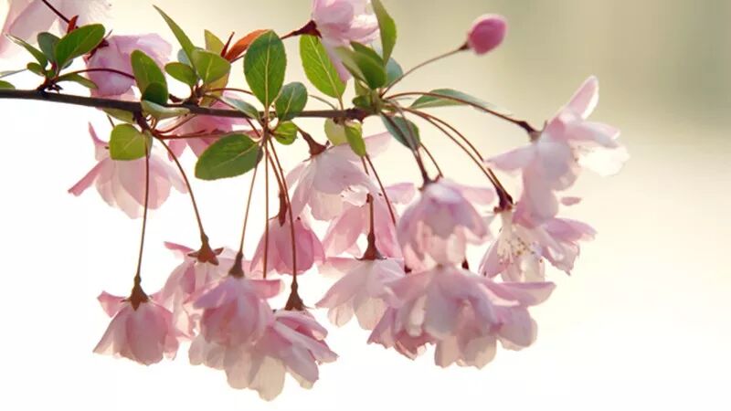 海棠诗句优美形容花的句子_形容海棠花的优美诗句_海棠花美的诗句