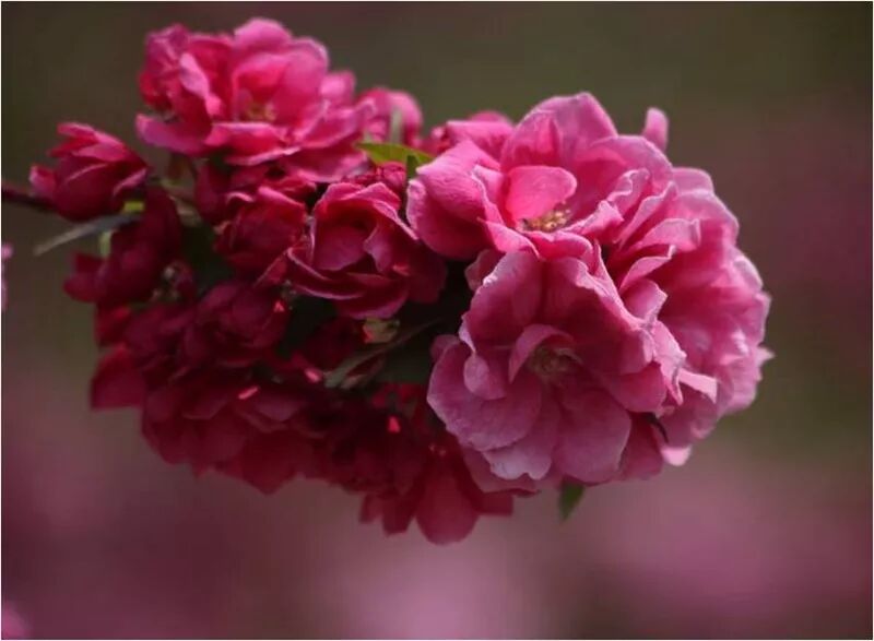 海棠花美的诗句_海棠诗句优美形容花的句子_形容海棠花的优美诗句