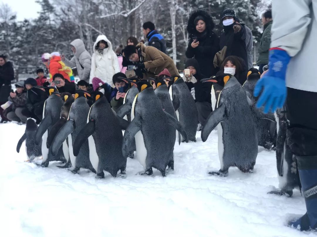 我去了趟北海道，滿足了我所有對於冬日的幻想… 旅遊 第30張