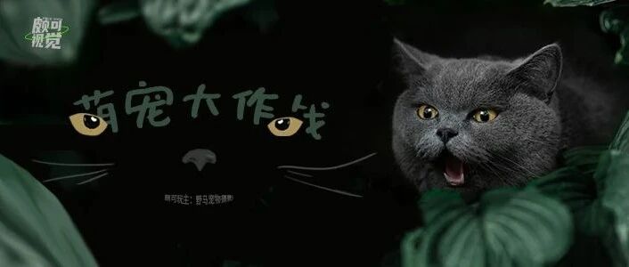 图库大佬带你吸猫撸狗！