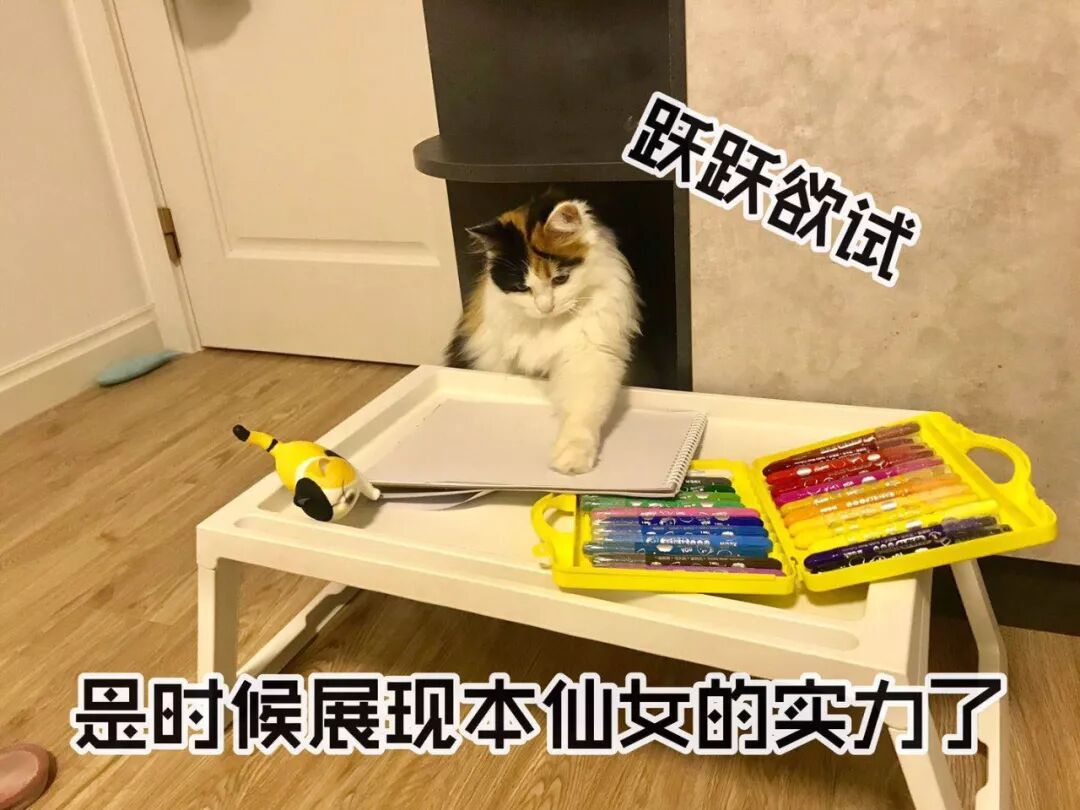 長毛三花貓看到小主人深夜還沒做完作業，於是伸出了爪子... 寵物 第4張