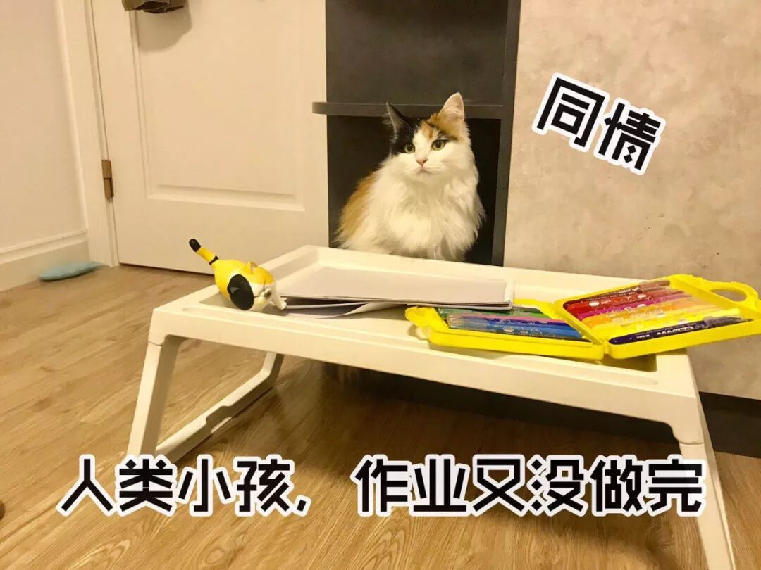 長毛三花貓看到小主人深夜還沒做完作業，於是伸出了爪子... 寵物 第3張