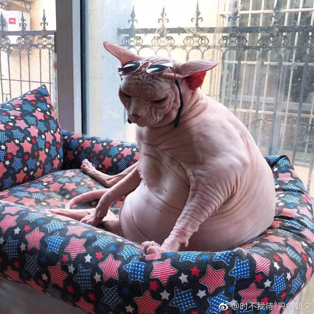 長毛三花貓看到小主人深夜還沒做完作業，於是伸出了爪子... 寵物 第11張