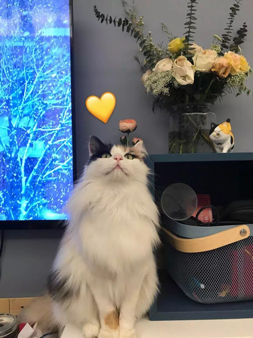 長毛三花貓看到小主人深夜還沒做完作業，於是伸出了爪子... 寵物 第2張