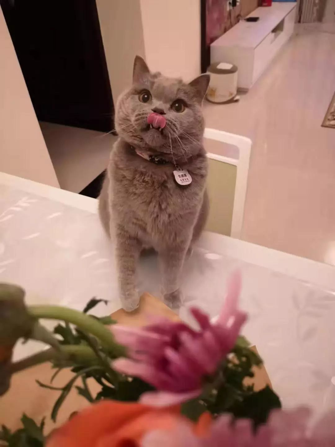 貓貓被帶去寵物店洗澡時發出慘叫，浴室內錄影頭竟然拍下這一幕 未分類 第12張