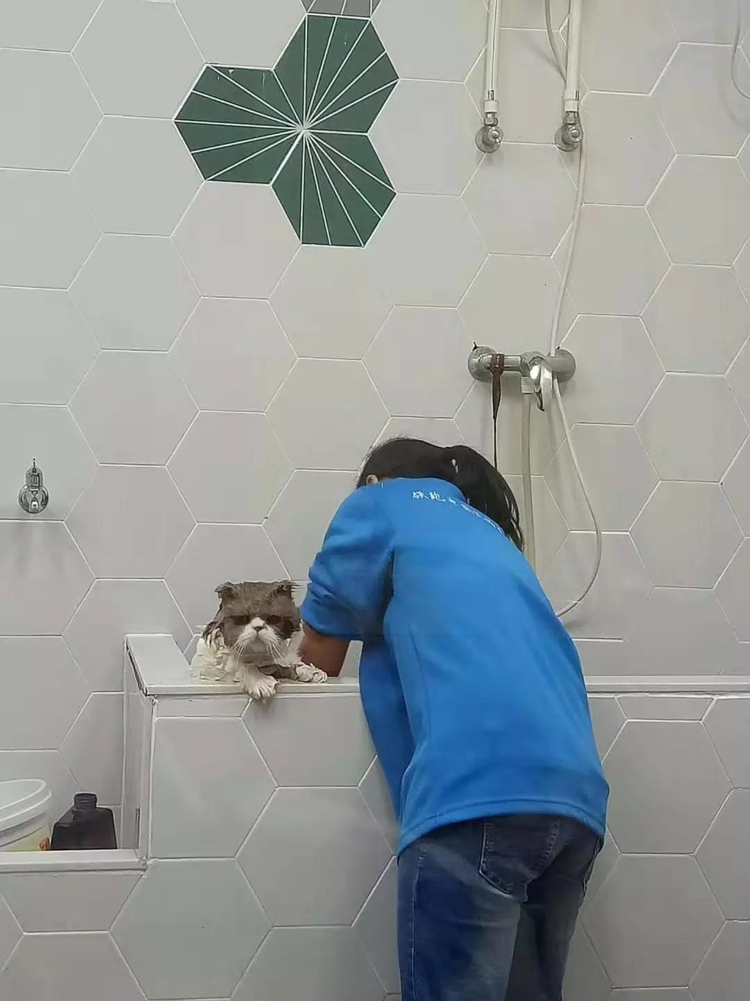 貓貓被帶去寵物店洗澡時發出慘叫，浴室內錄影頭竟然拍下這一幕 未分類 第4張