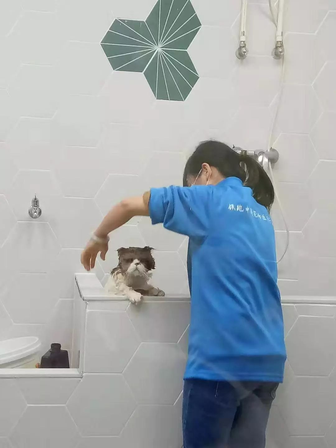 貓貓被帶去寵物店洗澡時發出慘叫，浴室內錄影頭竟然拍下這一幕 未分類 第3張