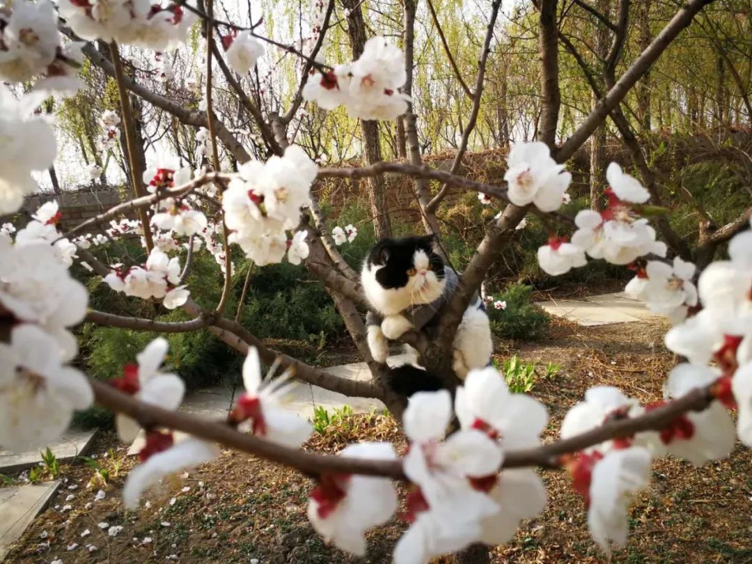 春天里貓貓也加入了賞花，遊人卻對貓咪這樣做 未分類 第6張