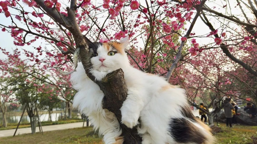 貓咪被主人帶去公園拼命想逃跑，看到櫻花後卻主動鑽出貓包 未分類 第5張