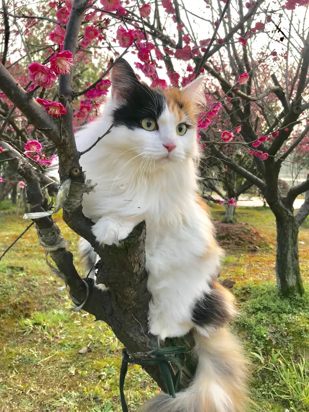 貓咪被主人帶去公園拼命想逃跑，看到櫻花後卻主動鑽出貓包 未分類 第7張
