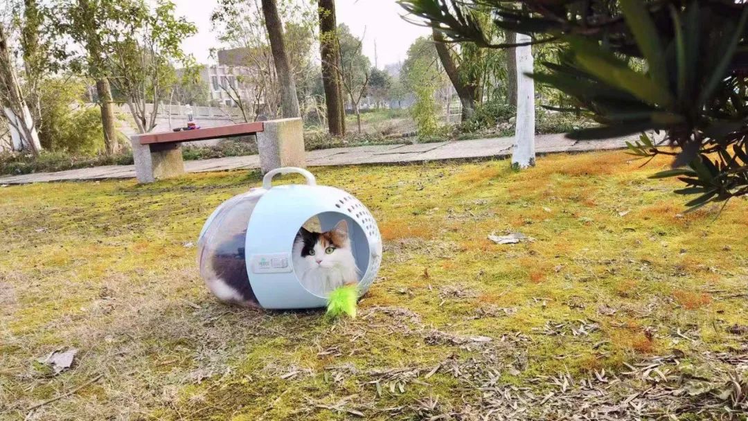 貓咪被主人帶去公園拼命想逃跑，看到櫻花後卻主動鑽出貓包 未分類 第3張