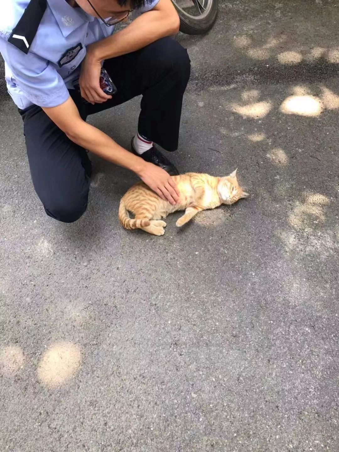 警局裡來了一隻小橘貓後，橘貓受到警察叔叔授權做治安員 寵物 第5張