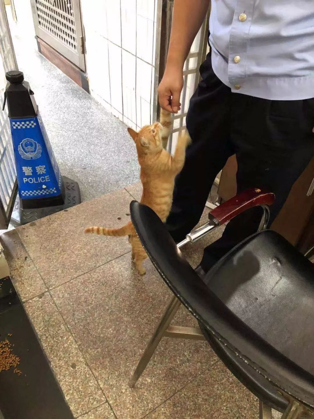 警局裡來了一隻小橘貓後，橘貓受到警察叔叔授權做治安員 寵物 第14張