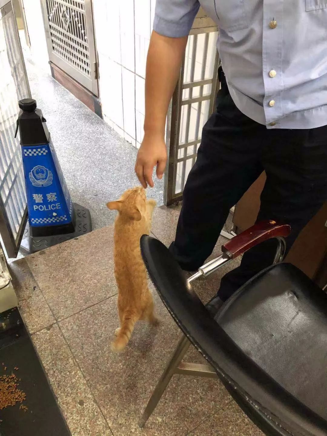 警局裡來了一隻小橘貓後，橘貓受到警察叔叔授權做治安員 寵物 第13張