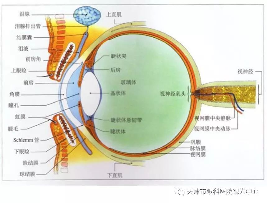 眼睛结构你了解吗？究竟什么是屈光不正？.