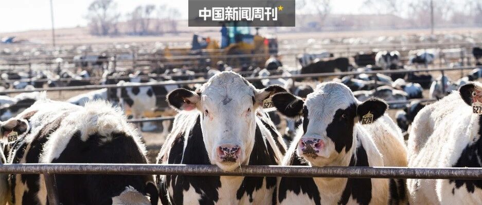 “妖股”天山生物12天股价疯涨5倍！是600头牛顶起还是另有推手？