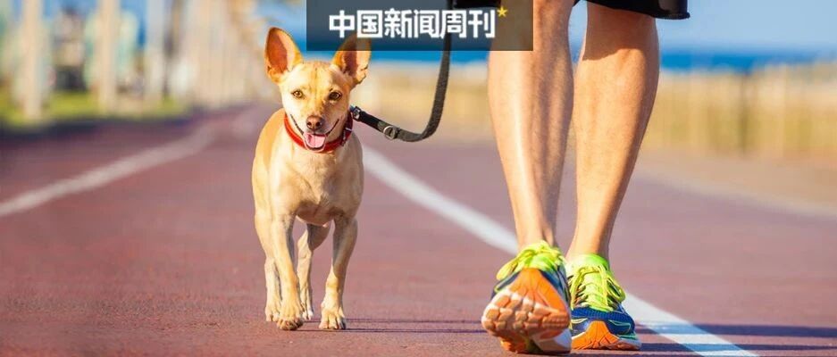 ​遛狗拴绳入法，人狗矛盾能解了？