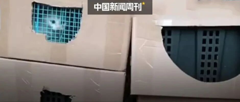 宠物盲盒生意悲剧再现：快递运输价格二三十元，宠物托运价格三四百元