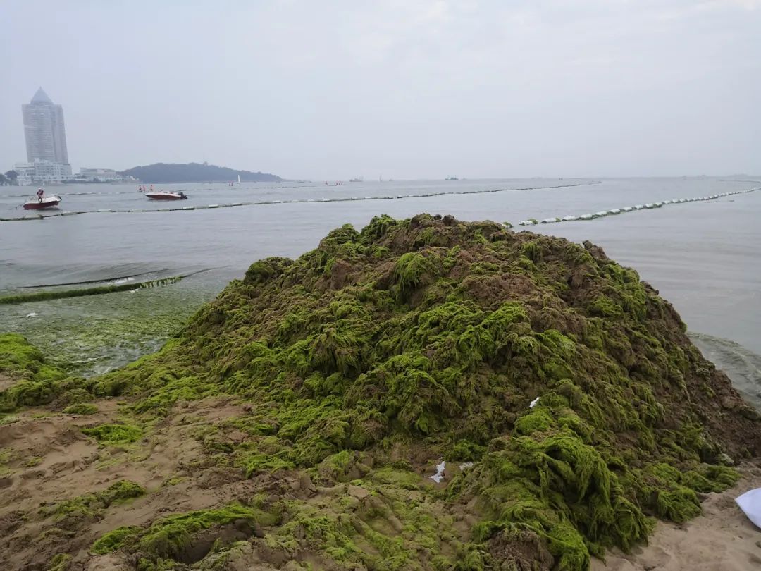 青岛今年浒苔打捞或破百万吨，大部分腐熟后投海