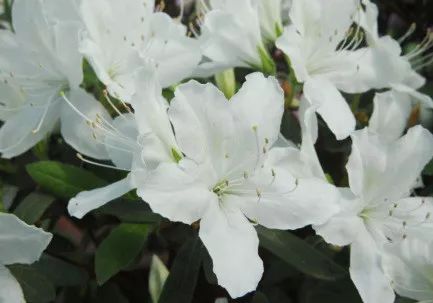 未聞花名，我們仍未知道那天所看見的花的名字——《花鑒：杜鵑花之毛鵑》 動漫 第6張