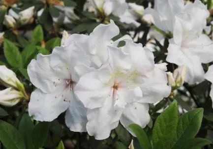 未聞花名，我們仍未知道那天所看見的花的名字——《花鑒：杜鵑花之毛鵑》 動漫 第9張