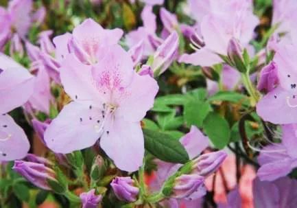 未聞花名，我們仍未知道那天所看見的花的名字——《花鑒：杜鵑花之毛鵑》 動漫 第29張