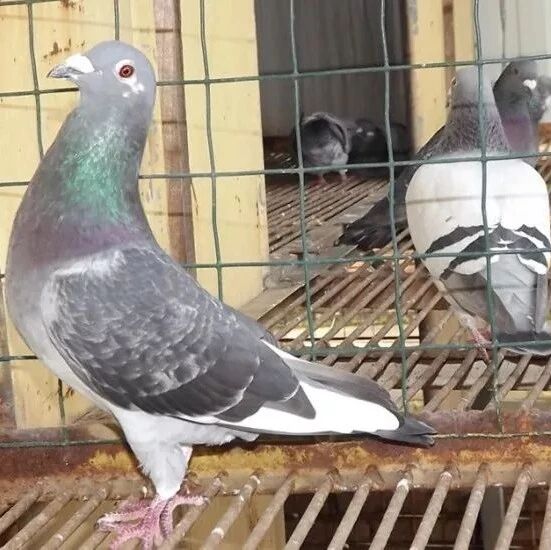 鸽者十类，看看你属于哪类鸽友？