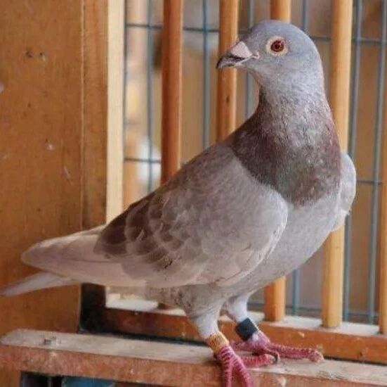 赛前准备攻略--选鸽、调理、催速度！