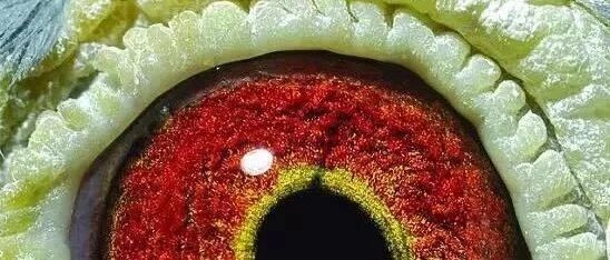 赛鸽看眼的不传之密！