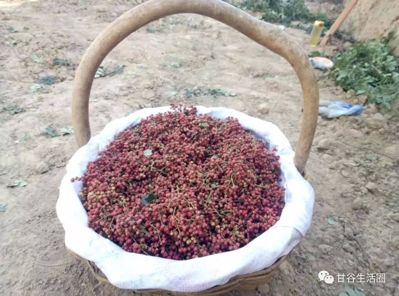 我在現場|甘谷有一種紅叫花椒紅,這一種紅,紅遍全中國!