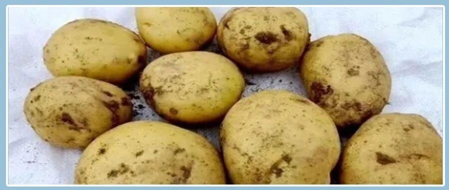 “土豆尽量少吃，最好不吃”?医生讲出5要素，不要忽视了!