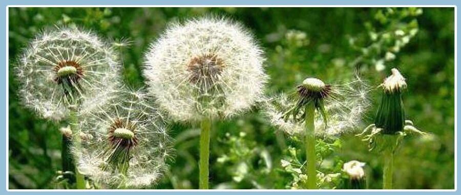 它是初春“抗炎菜”，还能保肝，调节免疫，老人吃最好～