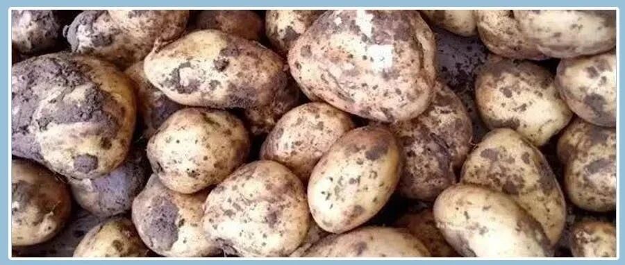 土豆尽量少吃，最好不吃，知道为什么吗？医生讲出5要素，不要忽视了！