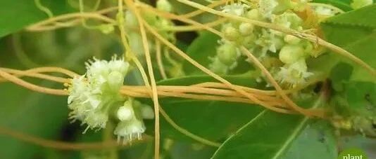 七味草药助你成为“黑发妹”、“美髯公”……超级简单！