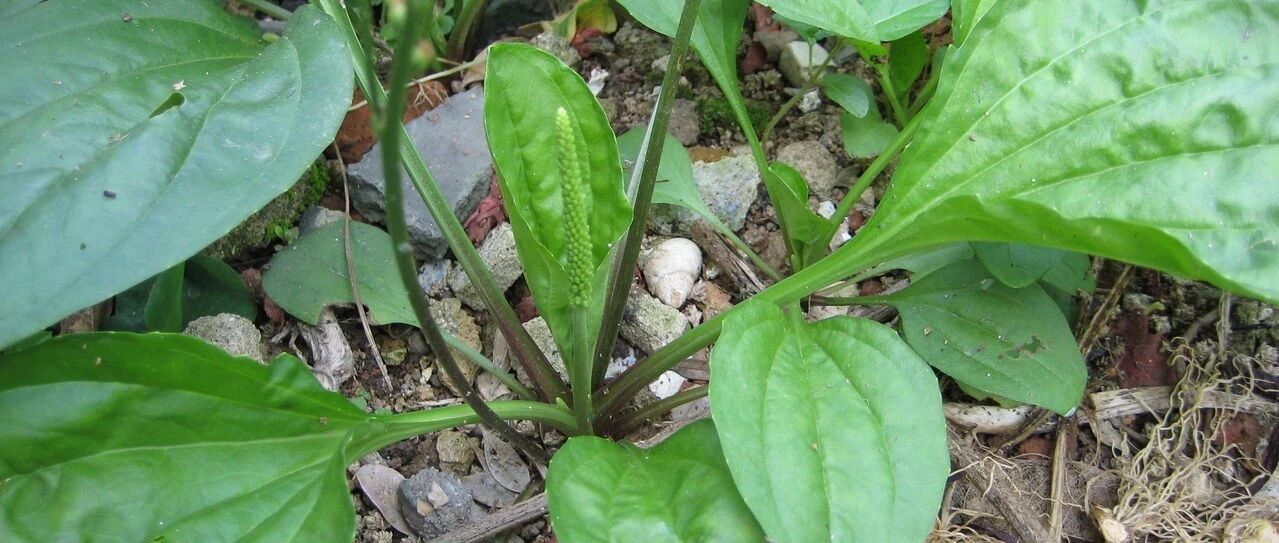 一味中药可以，除湿气、降肝火、不便秘，每天两次！