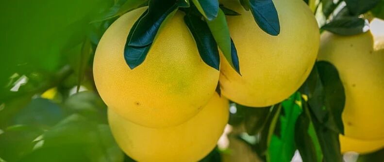 买尖的还是圆的？……很多人都选错了！教你三种柚子的吃法，解救咳嗽与咽痒，全家适用！