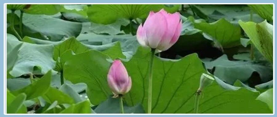 三伏天喝什么都不如喝它,一杯胜过无数药,错过等一年!