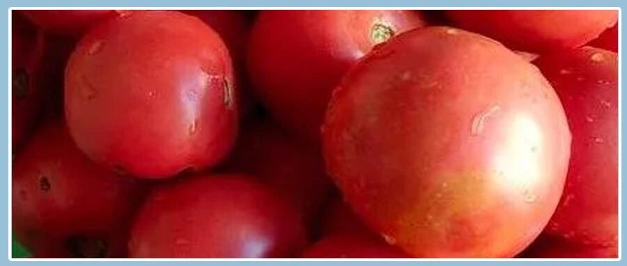 一个西红柿就能解决的事，你却花了那么多冤枉钱！