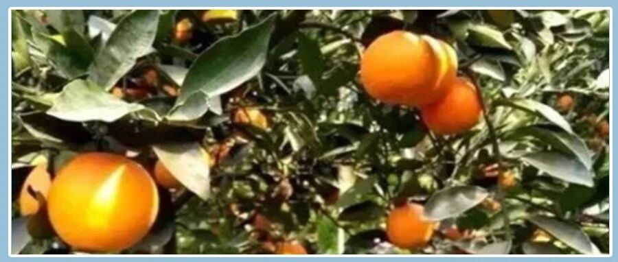 这个水果要常买，一个=5味药！活血润燥，可惜知道的人很少！