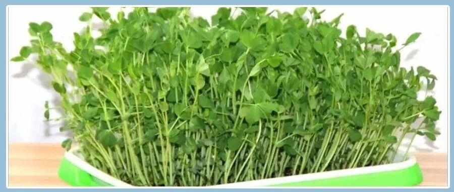 立春后必吃的一道菜！养肝、解毒、利三焦！