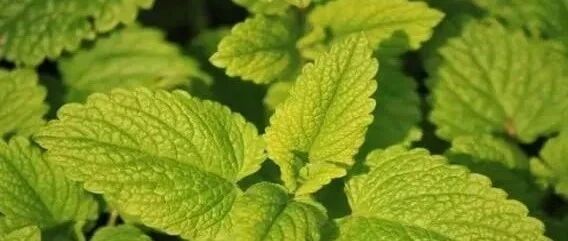 薄荷妙用，清凉健康回味无穷……