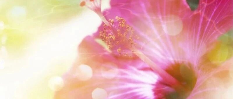 苹果换个吃法，功效翻倍！一天一个，防疾病、强身体~