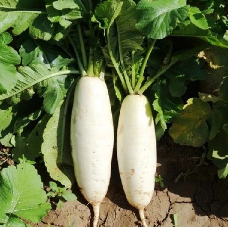 ​秋后的萝卜赛人参！最推荐的吃法是它，这样搭配效果更佳，可别吃错了~