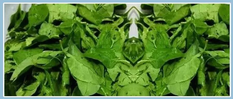 宁愿少吃肉也要多吃它，6元1斤，补肝肾明目