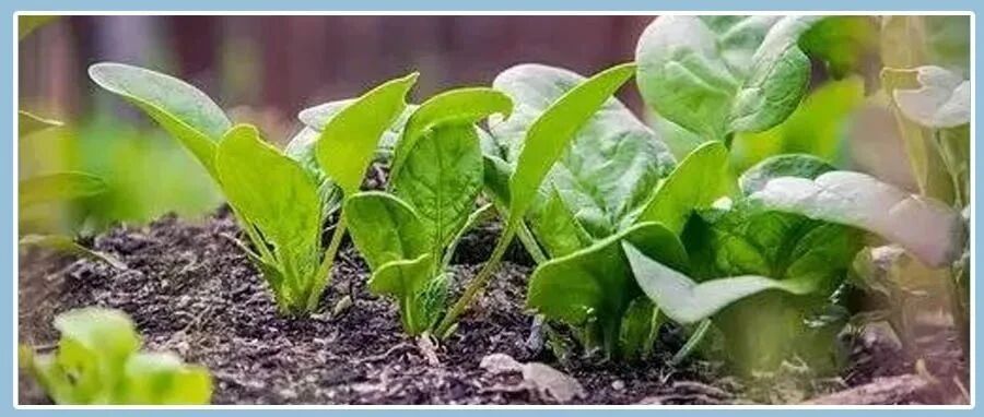 韭菜吃多伤胃、马齿苋伤肾、最伤肝的蔬菜是......你该吃啥蔬菜，一文全说清楚！
