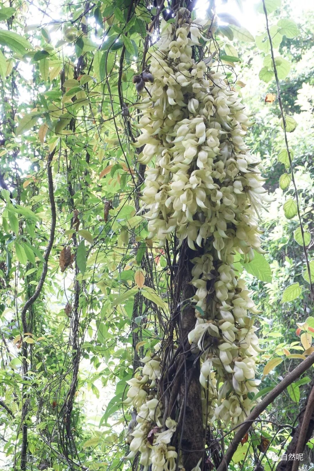 禾雀花开 自然呢 微信公众号文章阅读 Wemp