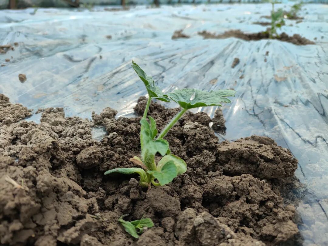 青溪镇阳春三月栽瓜苗特色种植助振兴