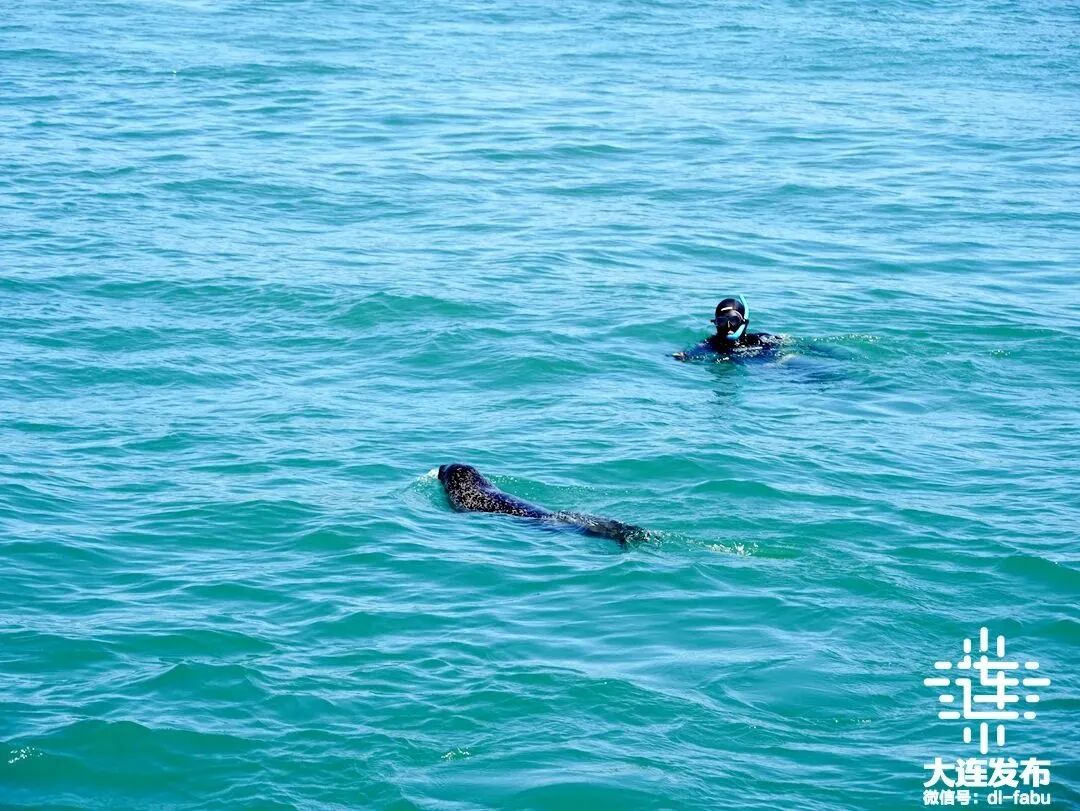 10只斑海豹放归大海