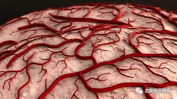 皮下出血点是什么原因 血象及骨髓象 微信公众号文章阅读 Wemp